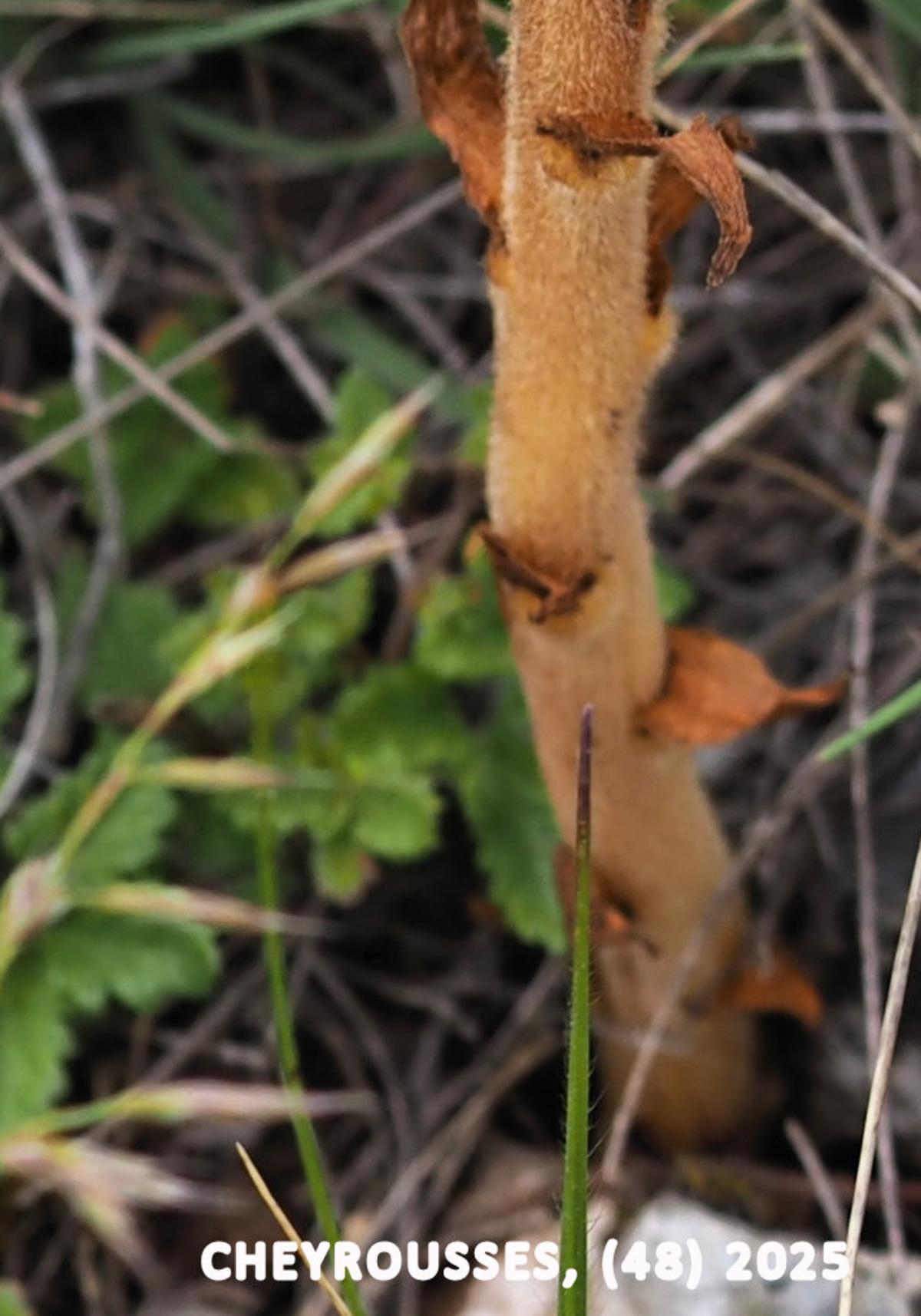 Broomrape, (of Teucriums) leaf